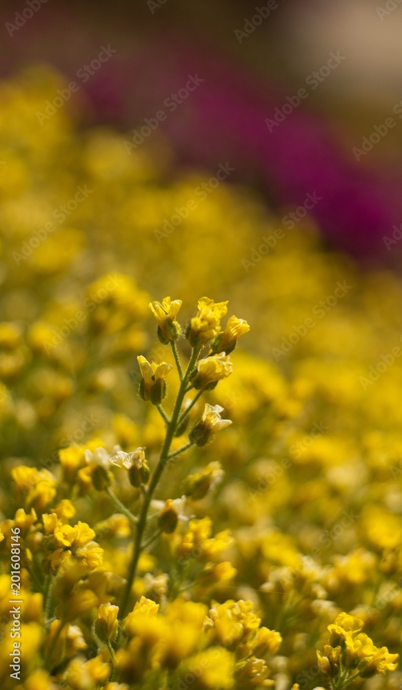 The evergreen shade (Draba aizoides) is a tall, perennial, stony, blooming yellow spring, predominantly a mountain herb The evergreen shade (Draba aizoides) is a tall, perennial, stony, blooming yellow spring, predominantly a mountain herb