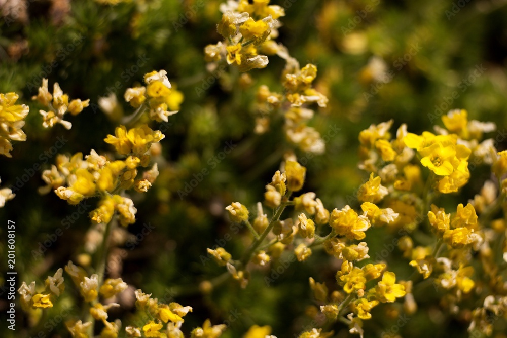 The evergreen shade (Draba aizoides) is a tall, perennial, stony, blooming yellow spring, predominantly a mountain herb The evergreen shade (Draba aizoides) is a tall, perennial, stony, blooming yellow spring, predominantly a mountain herb