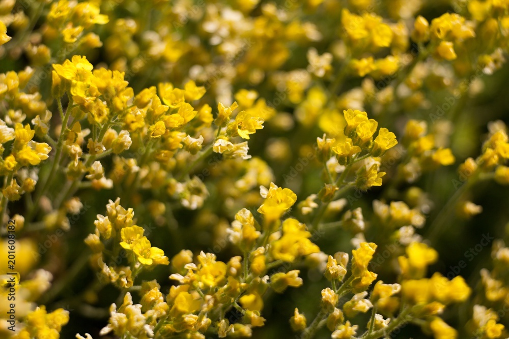 The evergreen shade (Draba aizoides) is a tall, perennial, stony, blooming yellow spring, predominantly a mountain herb The evergreen shade (Draba aizoides) is a tall, perennial, stony, blooming yellow spring, predominantly a mountain herb