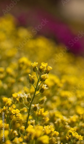 The evergreen shade  Draba aizoides  is a tall  perennial  stony  blooming yellow spring  predominantly a mountain herb