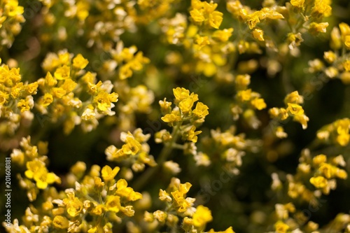 The evergreen shade (Draba aizoides) is a tall, perennial, stony, blooming yellow spring, predominantly a mountain herb