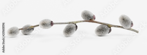 Realistic 3D Render of Willow Catkins