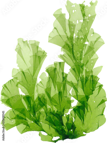 海藻　アナアオサ photo