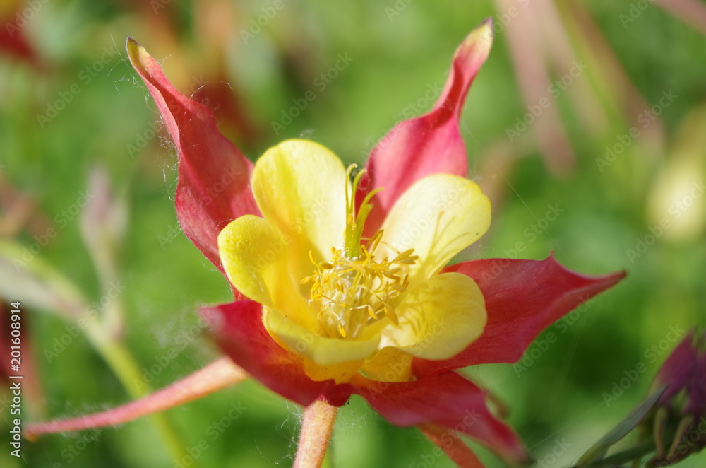 Fototapeta premium Just Plant