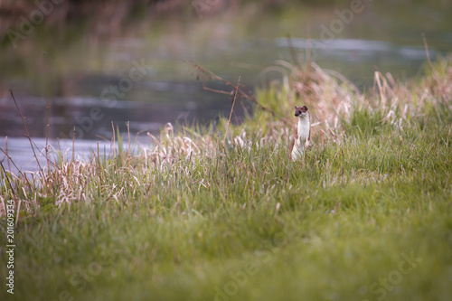 weasel in the grass in springtime in natural habbitat © Chris