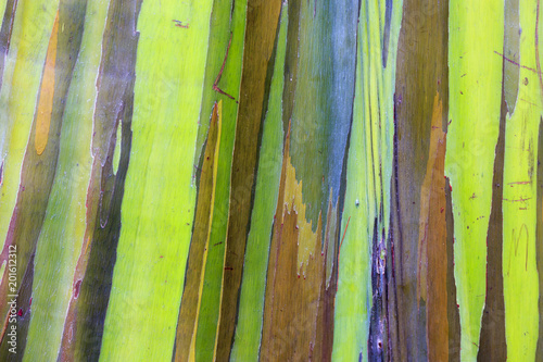 Colored rainbow eucalyptus in Hawaii islands photo