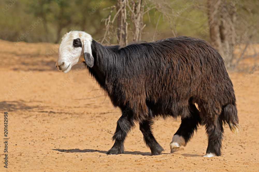 Obraz premium Arabian Nadji - domestic sheep breed of the Najd region of the Arabian Peninsula.