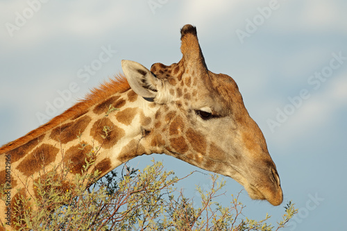 Close-up portrait of giraffe (Giraffa camelopardalis) feeding on a tree, South Africa.