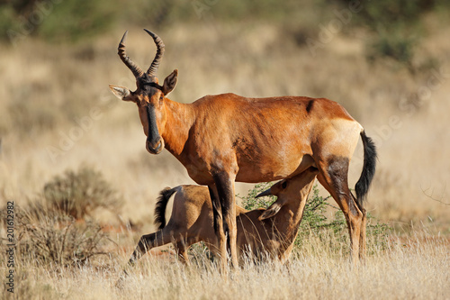Red hartebeest antelope (Alcelaphus buselaphus) with suckling calf, South Africa.