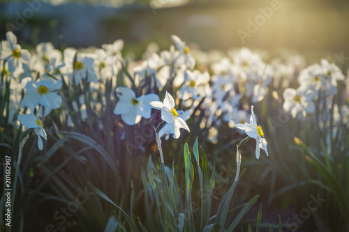 Fototapeta Naklejka Na Ścianę i Meble -  Field of blooming daffodils in park. Nature background. Evening light