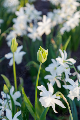 Fototapeta Naklejka Na Ścianę i Meble -  Beautiful green spring tulip and white daffodils in the park. Evening light