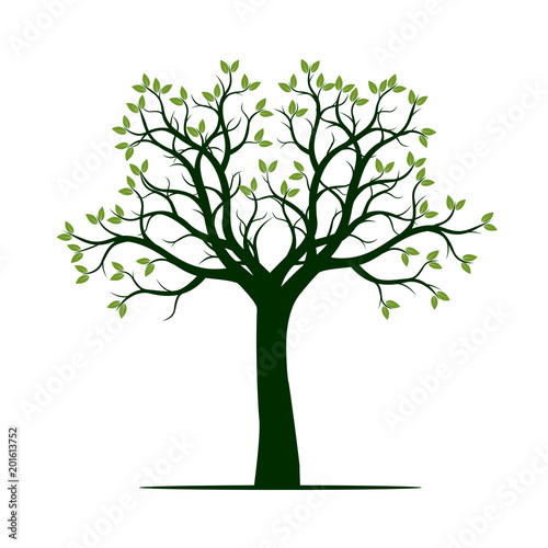 Green spring Tree. Vector Illustration.