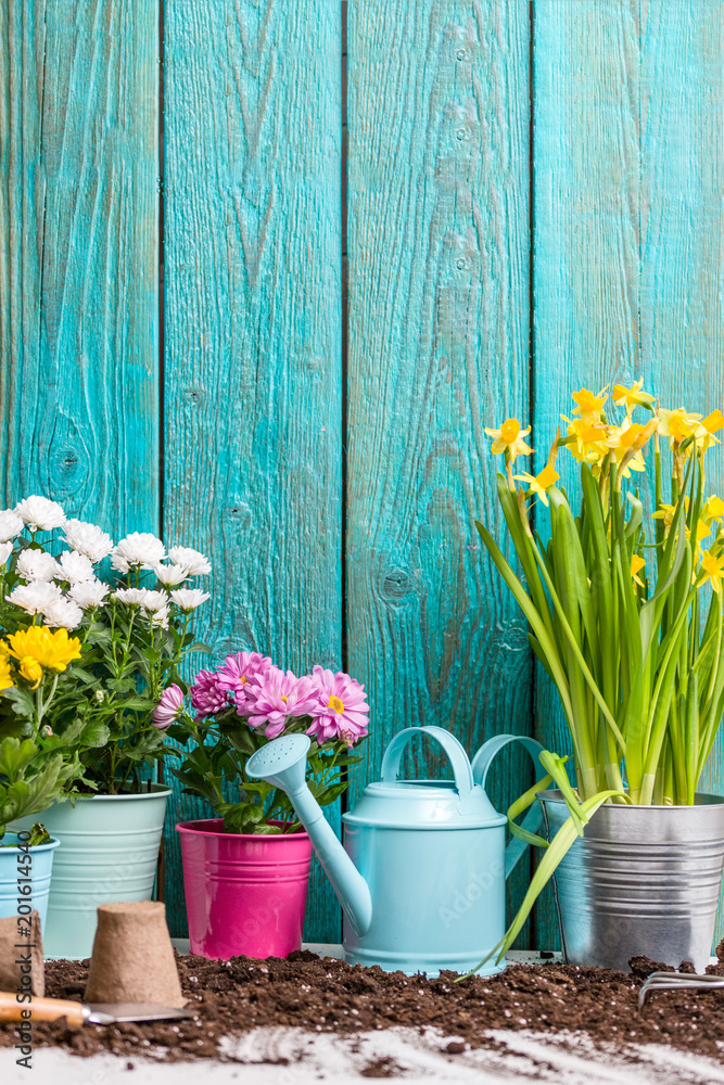 Image of colorful chrysanthemums in pots near wooden fence