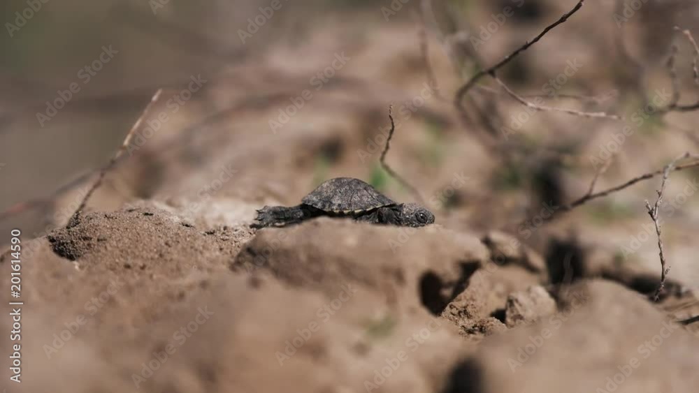 Little tortoise is walking on the ground Little tortoise is walking on the ground