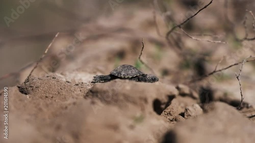 Little tortoise is walking on the ground photo