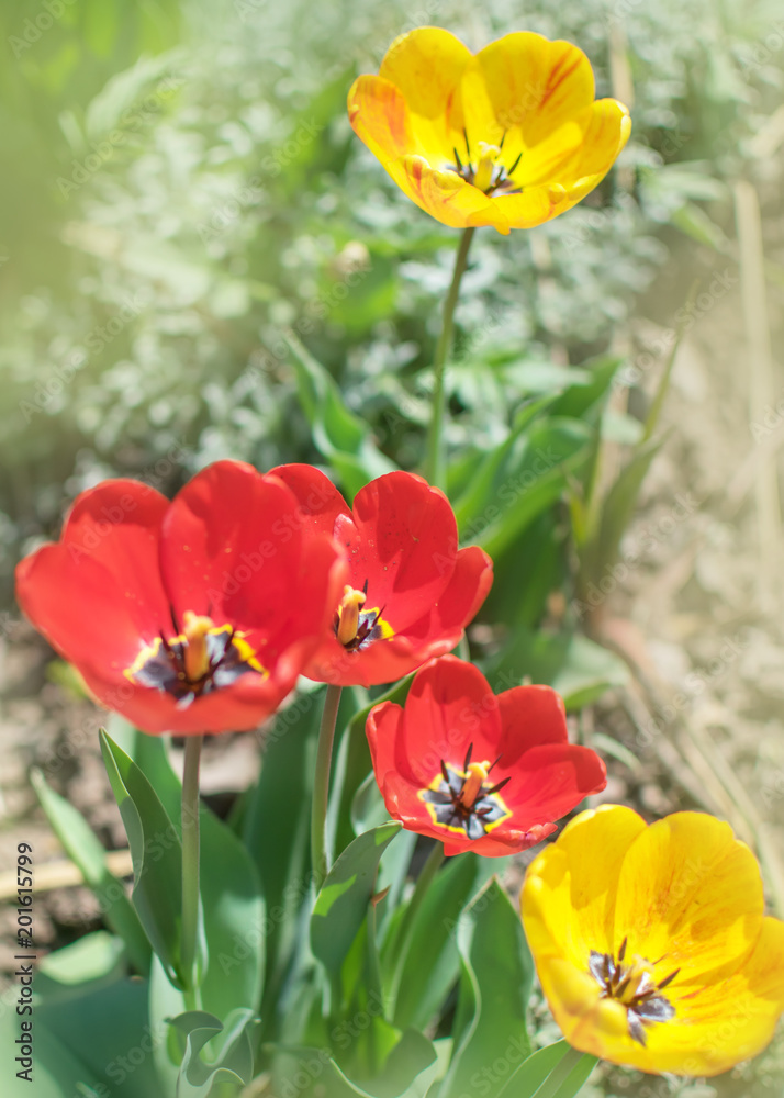 Obraz premium Close-up colorful bright yellow and red flowers tulips in spring garden. Flowering flower bed on a sunny day. Beautiful floral blurred background.