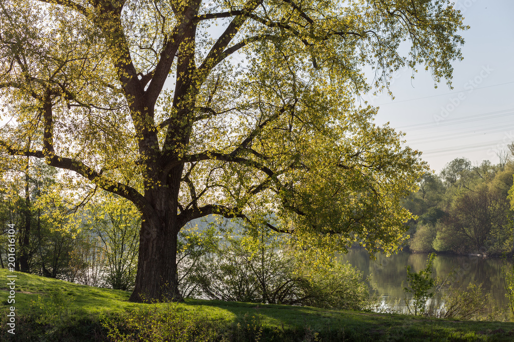 Mainufer bei Höchst an einem sonnigen Frühlingstag Mainufer bei Höchst an einem sonnigen Frühlingstag