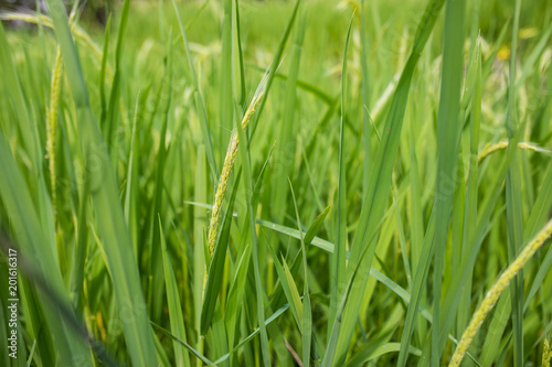 greenery rice crop growing in rice field