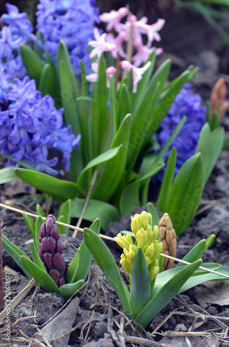 Hyacinth flowering in the garden  