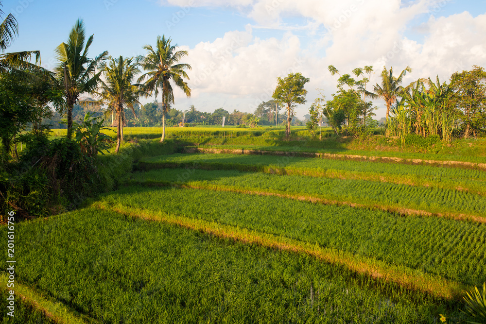 golden light shining greenery of rice terrace in the morning at Ubud, Bali step rice field golden light shining greenery of rice terrace in the morning at Ubud, Bali step rice field