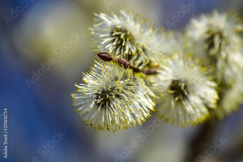 Flowering willow. Flowering pussy willow branch on natural blue blurred background close-up. photo