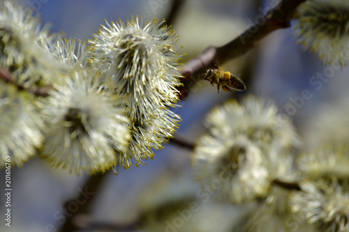 Flowering willow. Flowering pussy willow branch on natural blue blurred background close-up. photo