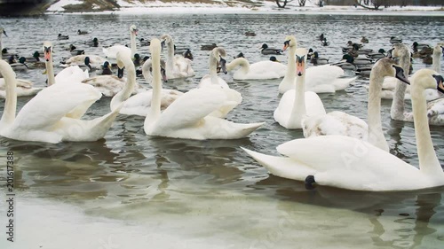 Swans on water by the riverbanck during winter photo