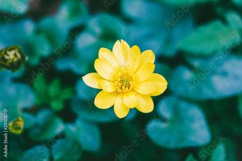 Blooming Yellow flower of lesser celandine or pilewort  Ficaria verna  in spring  top view closeup