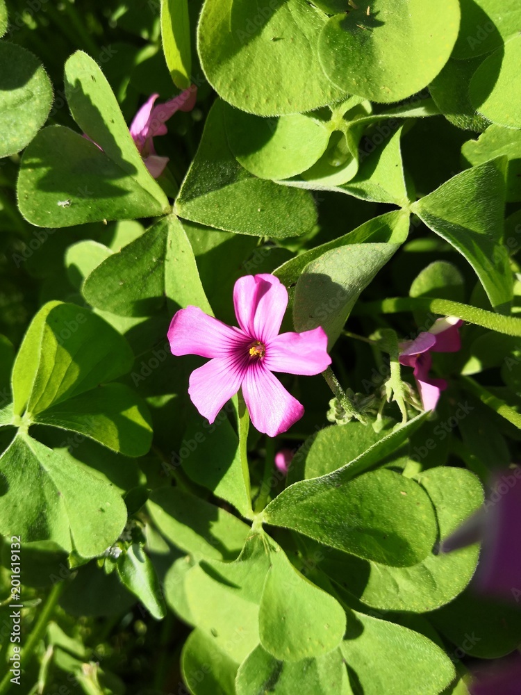 Fototapeta premium Fleur Oxalis articulata