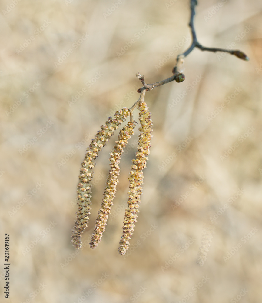 Naklejka premium Branch of hazelnut tree.