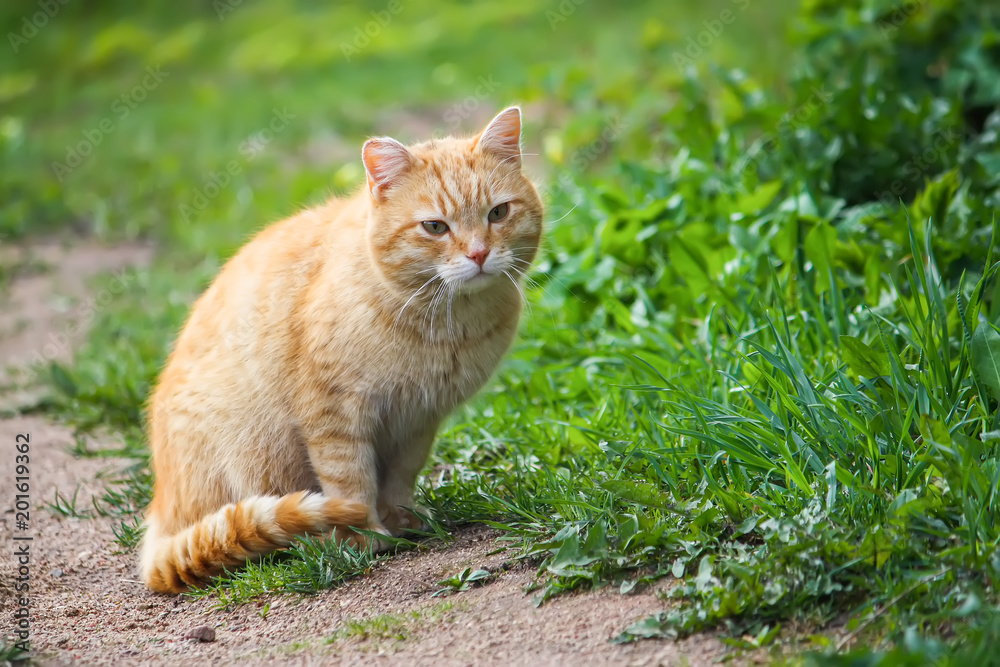 Young active red cat with green eyes on summer grass background in a country yard.