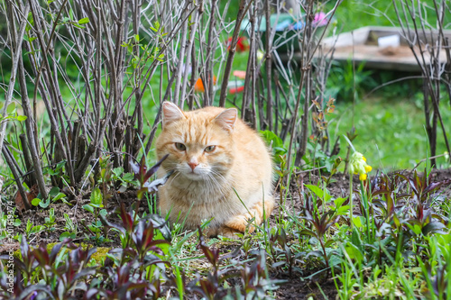 Young active red cat with green eyes on summer grass background in a country yard. photo