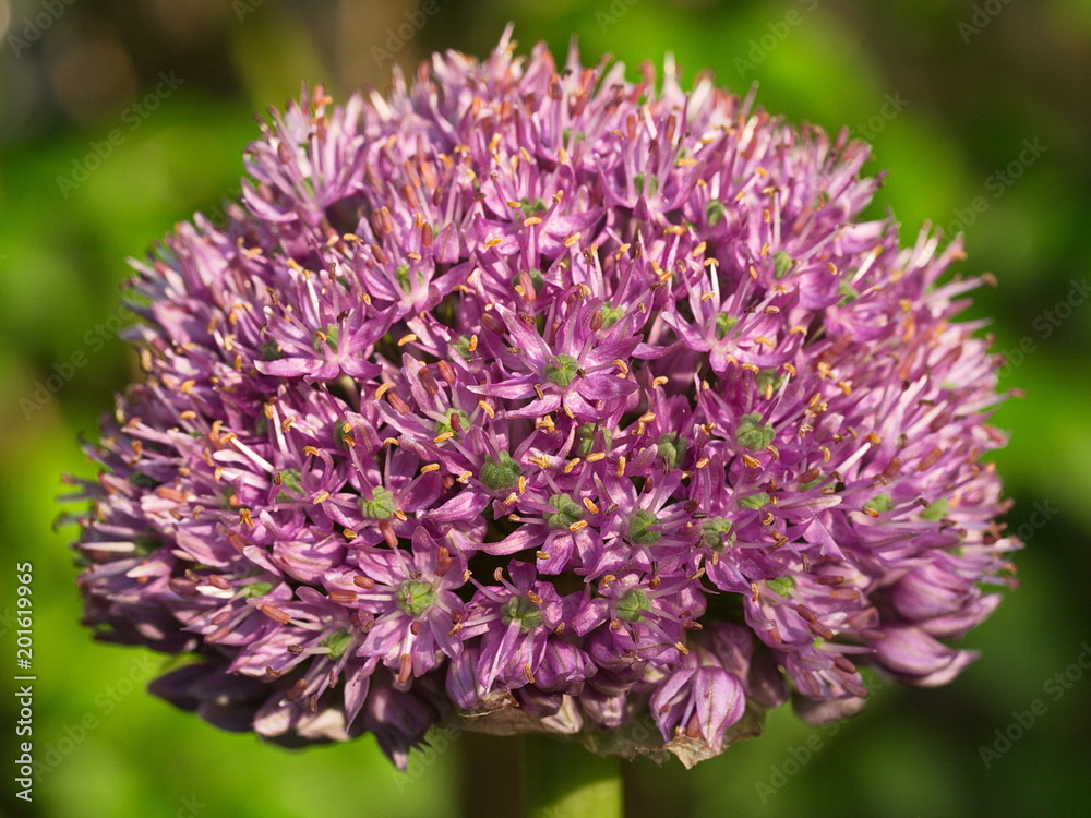 Blossom of a garden garlic

