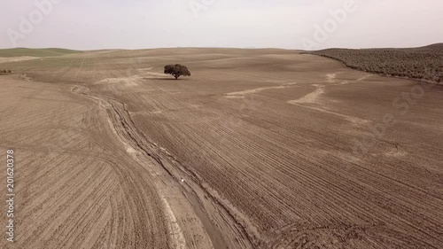 Air view HD, Planting field, Millenary Holm Oak near Mengibar, Jaen, Spain photo