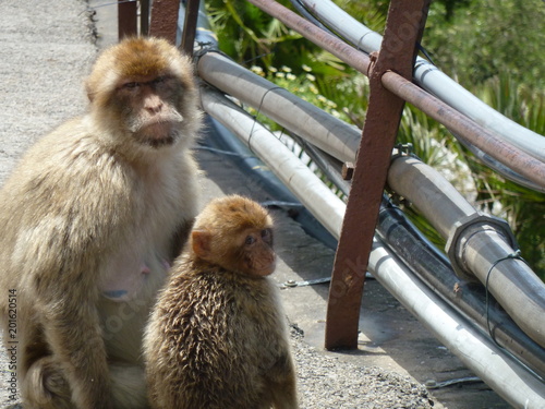 Monkey and a baby sitting on the Gibraltar rock