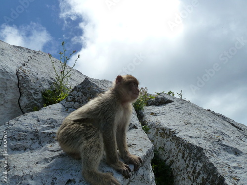 Monkey sitting on Gibraltar rock