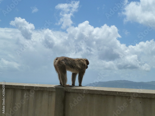 Monkey on Gibraltar rock