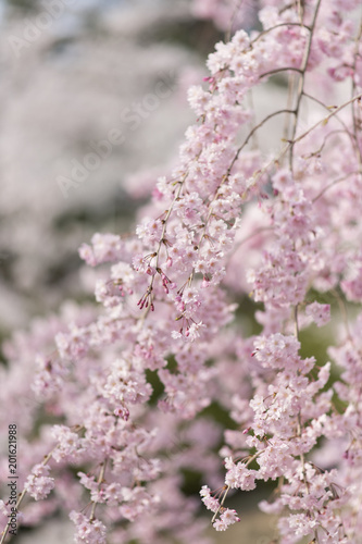 尾道の桜
