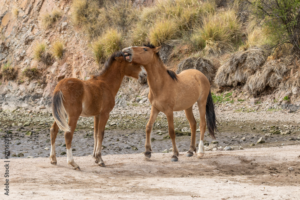 Pair of Wild Horses Fighting in the Arizona Desert Pair of Wild Horses Fighting in the Arizona Desert