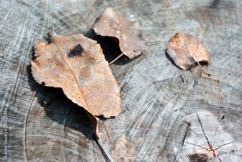 Old cracked tree trunk with brown dry apple tree leaves on it, top view, brown blurry background, close up detail