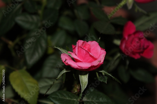 Macro de rosa rosa