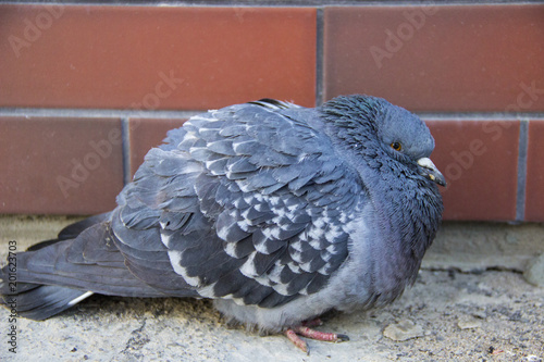 the pigeon froze