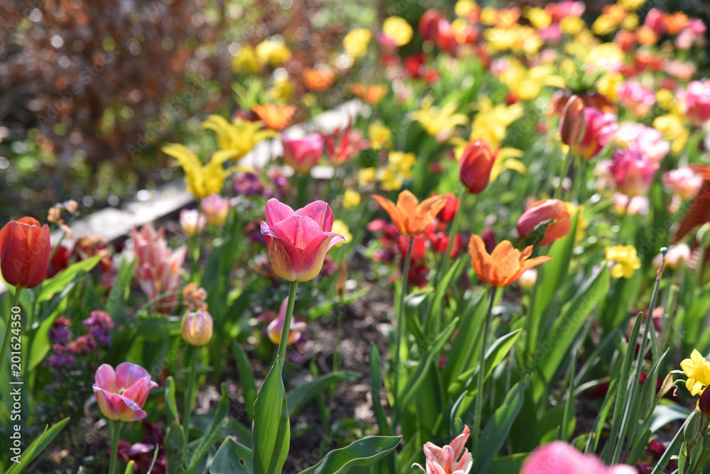 Tulipes multicolores au jardin