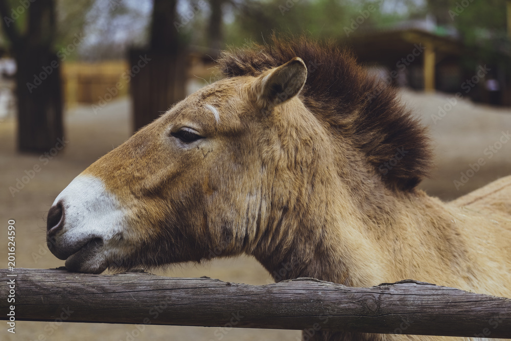 Przewalski's horse, wild Horse