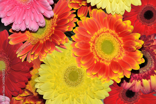 Bouquet of different bright and joyful gerberas close up