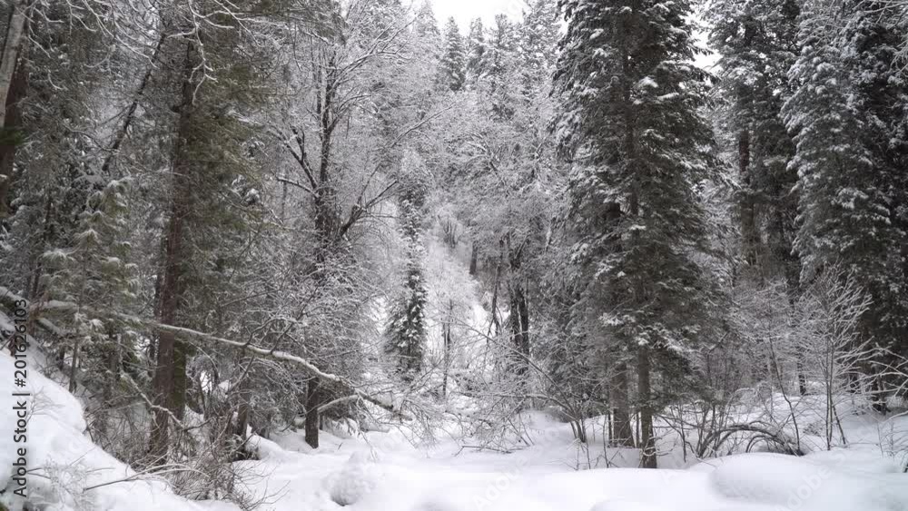 Heavy Snowfall in A Winter Forest. Altay, Siberia. Heavy Snowfall in A Winter Forest. Altay, Siberia.