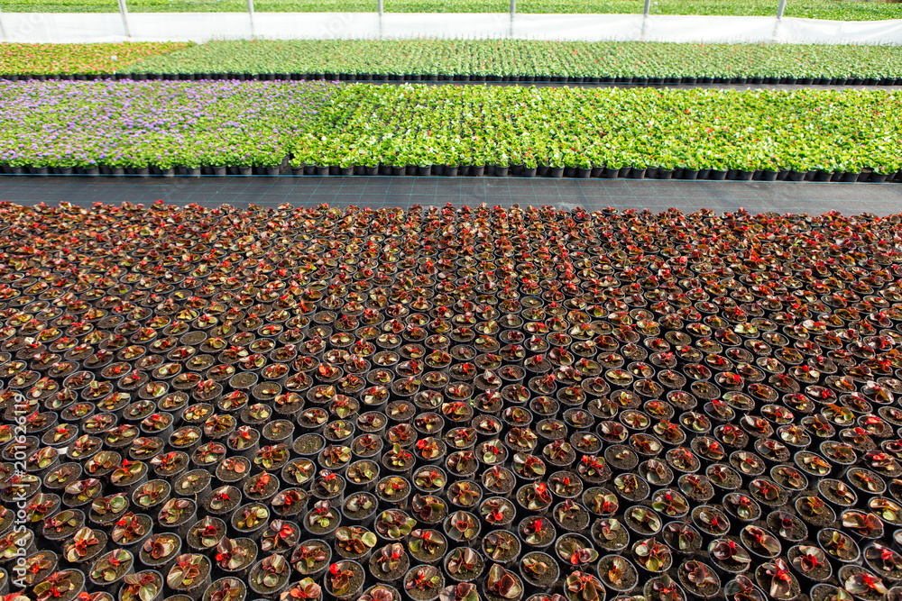 Naklejka premium Greenhouses for growing flowers. Floriculture industry
