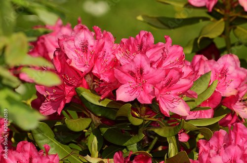 Rhododendron  Bl  te Nahansicht