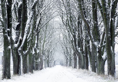 Winter nature. Winter forest landscape in early winter morning. Winter nature view with snowy winter forest - winter landscape. Snow on tree.