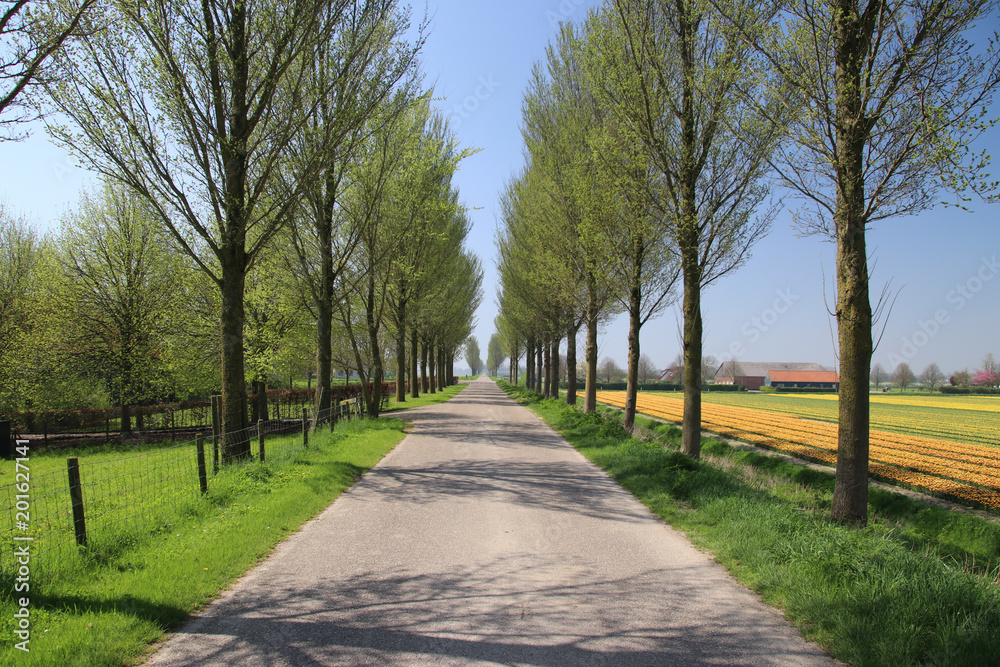red yellow tulips in sunlight in rows in a flower field along a dyke with trees in Oude-Tonge on the island Goeree Overflakkee in the Netherlands red yellow tulips in sunlight in rows in a flower field along a dyke with trees in Oude-Tonge on the island Goeree Overflakkee in the Netherlands